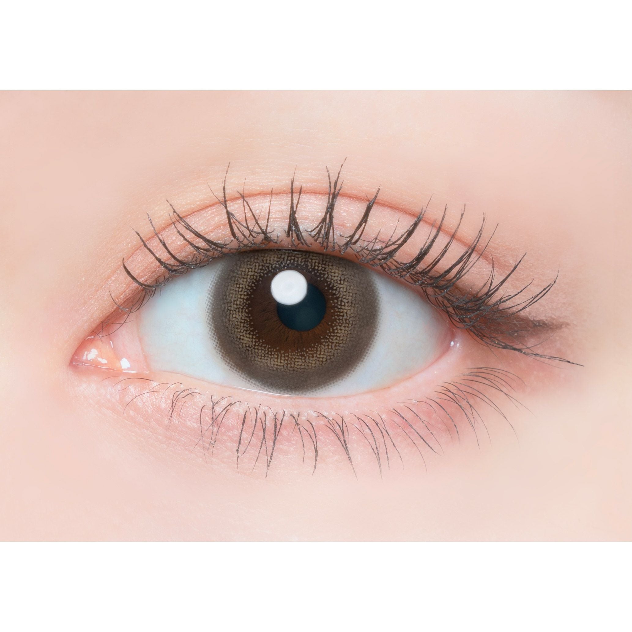 1day] シェルフラワームーン フランミー | カラコン通販 LILY ANNA